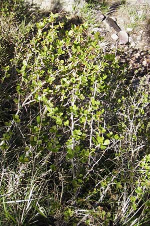 Barberry,Berberis abortiva,Berberis acida,Berberis alba,Berberis bigelovii,Berberis globularis
